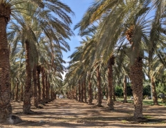Jordan Valley